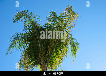 Vista di alberi di palma contro sky Foto Stock