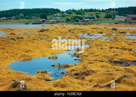 La costa e rockweed sulla grande isola Tancook, Nova Scotia, Canada Foto Stock