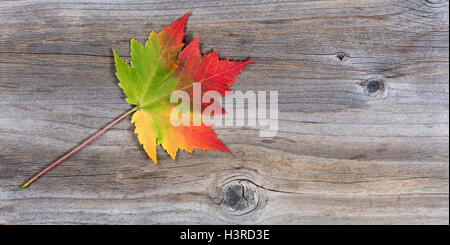 Unico grande vibrante autunno maple leaf che mostra tutti i suoi colori autunnali su legno rustico Foto Stock