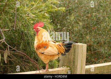 Un piccolo gallo in piedi sulla ringhiera di recinzione con cespugli dietro Foto Stock