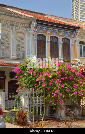 Bouganvillea (B. spectabilis) Foto Stock