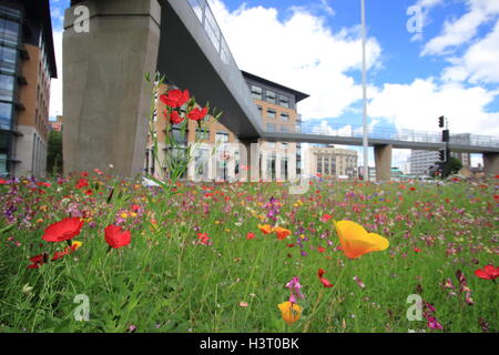 Un bellissimo prato di fiori selvaggi sul parco rotatoria di piazza nel centro della città di Sheffield, Inghilterra settentrionale in una bella giornata d'estate Foto Stock