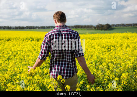 Vista posteriore del uomo a camminare nel campo di senape Foto Stock