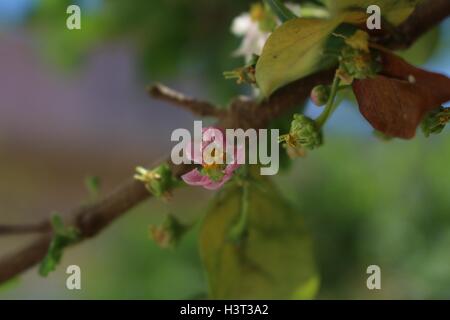 Un fiore rosa di Barbados cherry (Malpighia emarginata), noto come 'acerola', un tropicali frutta sani Foto Stock