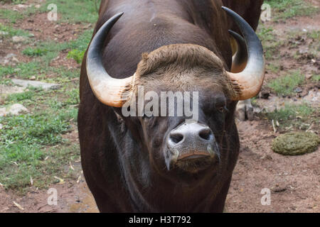 Gaur ( Bos gaurus ) Foto Stock