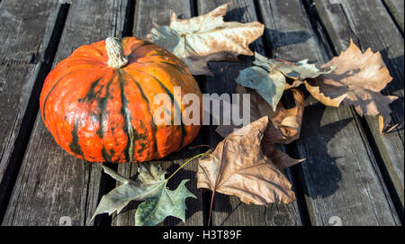 A Belgrado, in Serbia - zucca e foglie su un weathered superficie in legno Foto Stock