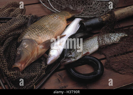 La pesca, carpa, coregoni, anguilla, luccio, pesce fresco, pescato, preda, pesca, pescare, fotografia del prodotto, still life Foto Stock