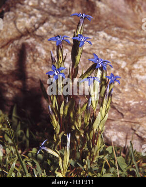 Snow genziana, Gentiana nivalis, natura botanica, flora, piante, fiori, fiori alpini flora alpina, neve genziana, genziana, Gentiana, fiorisce, blossom, blu, periodo bloom, Agosto Foto Stock