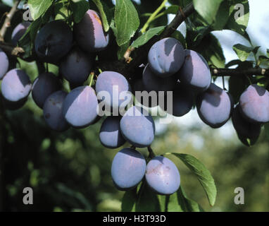 Albero di prugna, Prunus domestica, ramo, frutti, susine mature, prugna-tree, prugne, albero, alberi da frutto, frutta, frutta a nocciolo, ramo, frutta, esterno Foto Stock