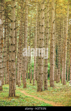 Stretto sentiero attraverso la foresta di pini in autunno ottobre pomeriggio, alto bosco verticale come un bel paesaggio naturale sfondo Foto Stock