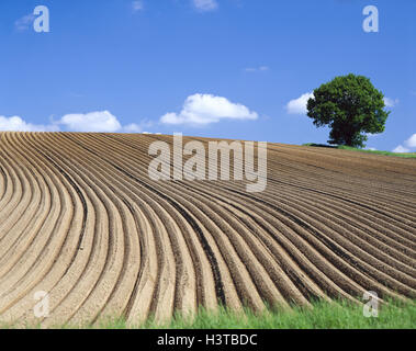 In Germania, in Baviera, campo di asparagi, vicino tree, campo di coltivazione di asparagi, scarpate in terra, massa, la superficie della terra, l'economia, l'agricoltura, country living, vegetali-crescente, verdure, Fase Crescita Foto Stock