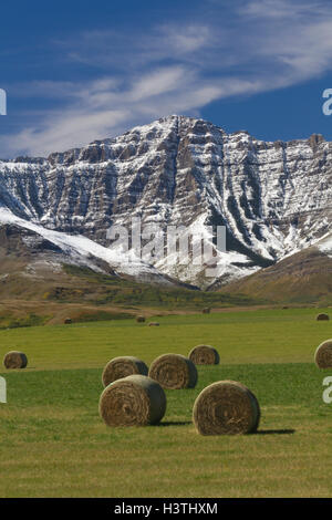 Canadian Rockies accent tranquilli campi di fattoria con laminati di balle di fieno in Alberta, Canada. Foto Stock