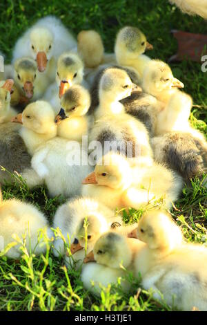 Covata di giovani goslings sull'erba nel villaggio Foto Stock