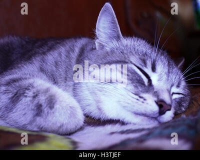 Macro di pelo di gatto scozzese di razza diritta Foto Stock