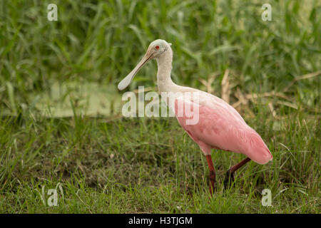 Roseate Spoonbill - Platalea ajaja Foto Stock