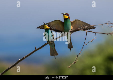 Coppia di unione i gruccioni - Merops apiaster Foto Stock