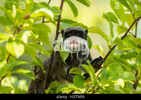 Closeup ritratto di un Imperatore Tamarin Saguinus imperator, primate in un albero in un luminoso e vibrante e giornata di sole. Foto Stock