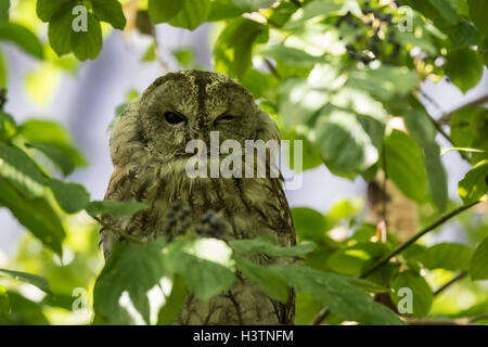 Closeup ritratto di un allocco o marrone allocco (Strix aluco), baluginare il suo occhio. Questi gufi si trovano comunemente nei boschi. Foto Stock