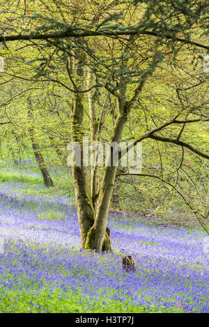 Bluebells in morbido, pezzata luce in boschi nel Surrey, Regno Unito in primavera Foto Stock