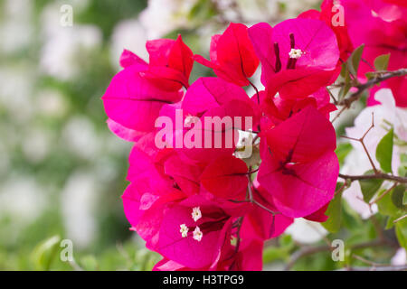 Colori luminosi bougainvillea fiori di carta. Bussola viola Foto Stock