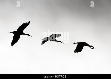 Cicogna bianca (Ciconia ciconia) in volo, Nord Reno-Westfalia, Germania Foto Stock