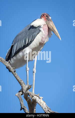 Appollaiato marabou stork (Leptoptilos crumeniferus) Timbavati Game Reserve, Sud Africa Foto Stock