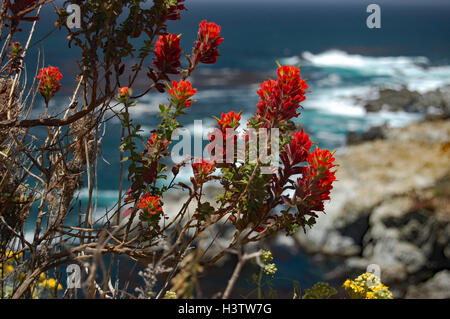 Primo piano di colore rosso brillante pennello indiano sulla costa del Big Sur, California Foto Stock