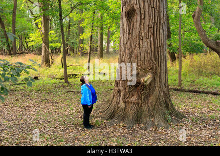 Donna che guarda fino al massiccio pioppi neri americani orientale tree. Foto Stock