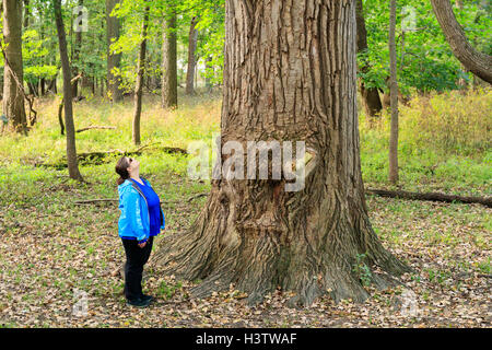 Donna che guarda fino al massiccio pioppi neri americani orientale tree. Foto Stock