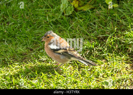 Comune, fringuello Fringilla coelebs a metalli, Northumberland, Inghilterra Foto Stock