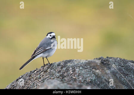 Pied Wagtail / Bachstelze ( Motacilla alba ) singolo uccello, arroccata su una roccia, guardando intorno, la fauna selvatica, l'Europa. Foto Stock