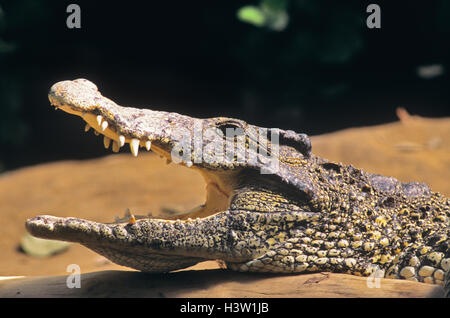Anni Novanta close-up profilo del coccodrillo cubano Crocodylus rhombifer con bocca aperta Foto Stock
