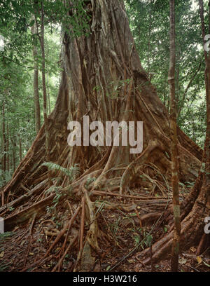 Moreton Bay fig (Ficus sp.) Foto Stock