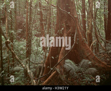 Contrafforte radici di albero nella foresta pluviale tropicale nel Mossman Gorge, Foto Stock