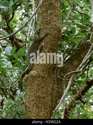 Monitor di pizzo (Varanus varius) Foto Stock