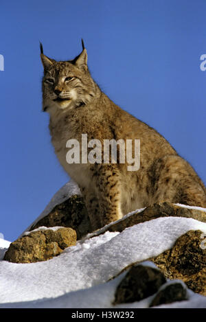 Eurasian (Lynx Lynx lynx) Foto Stock