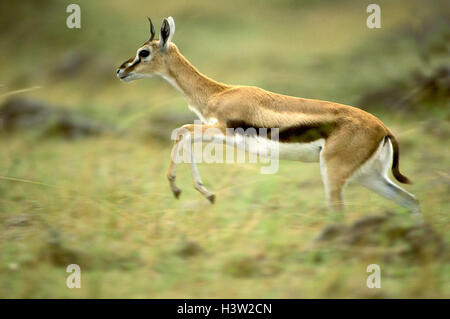 Thomson gazelle (Eudorcas thomsonii) Foto Stock