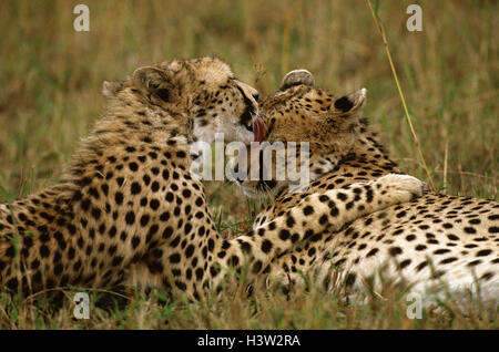 Ghepardo (Acinonyx jubatus) Foto Stock