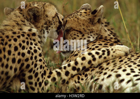 Ghepardo (Acinonyx jubatus) Foto Stock