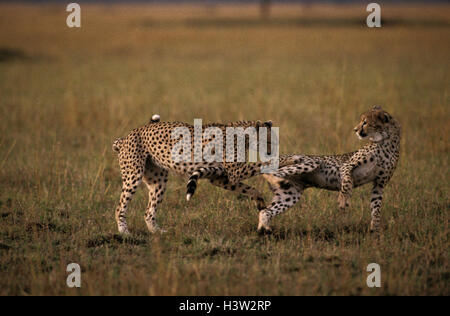 Ghepardo (Acinonyx jubatus) Foto Stock