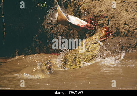 Coccodrillo del Nilo (Crocodylus niloticus) Foto Stock