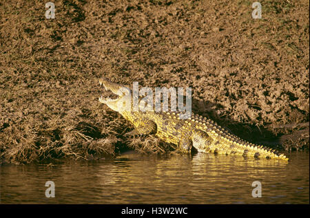 Coccodrillo del Nilo (Crocodylus niloticus) Foto Stock