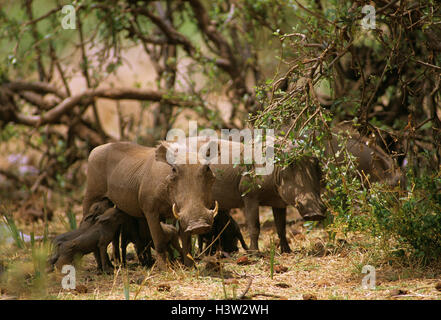 Warthog comune (Phacochoerus africanus) Foto Stock