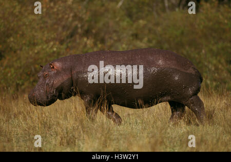 Ippopotamo (Hippopotamus amphibius) Foto Stock