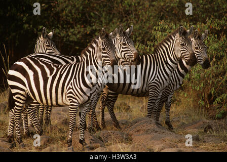 Grant's zebra (Equus quagga boehmi) Foto Stock