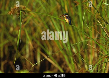 Malachite Kingfisher (corythornis cristatus) Foto Stock