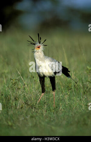 Secretarybird (Sagittarius serpentarius) Foto Stock