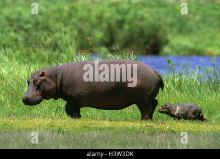 Ippopotamo (Hippopotamus amphibius) Foto Stock