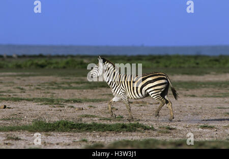 Le pianure zebra (Equus quagga) Foto Stock