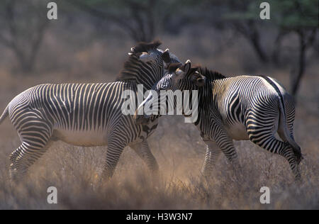 Di Grevy zebre (Equus grevyi) Foto Stock